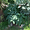 Miniaturbild: Typhonium venosum