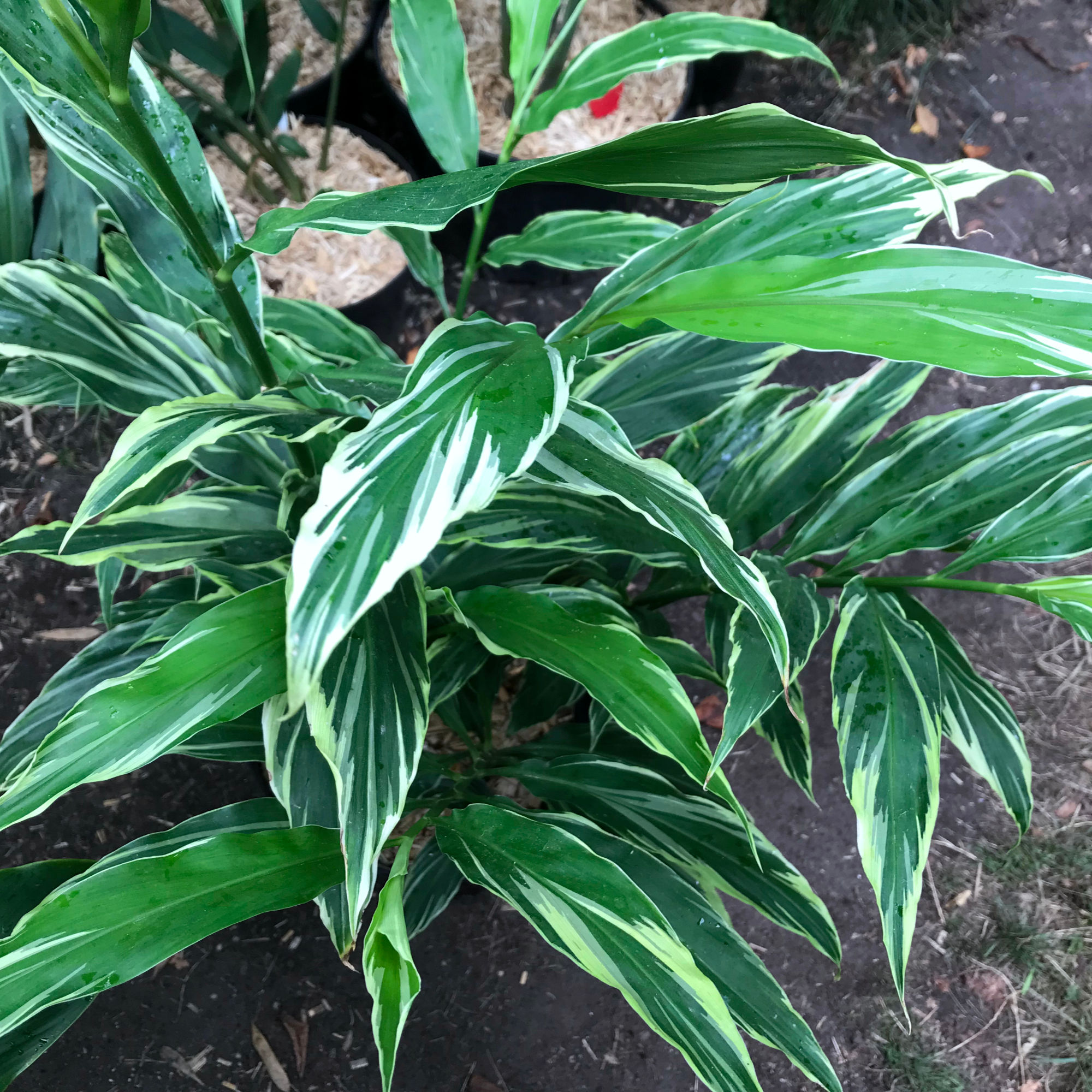 Zingiber mioga "white Feather" Selektion