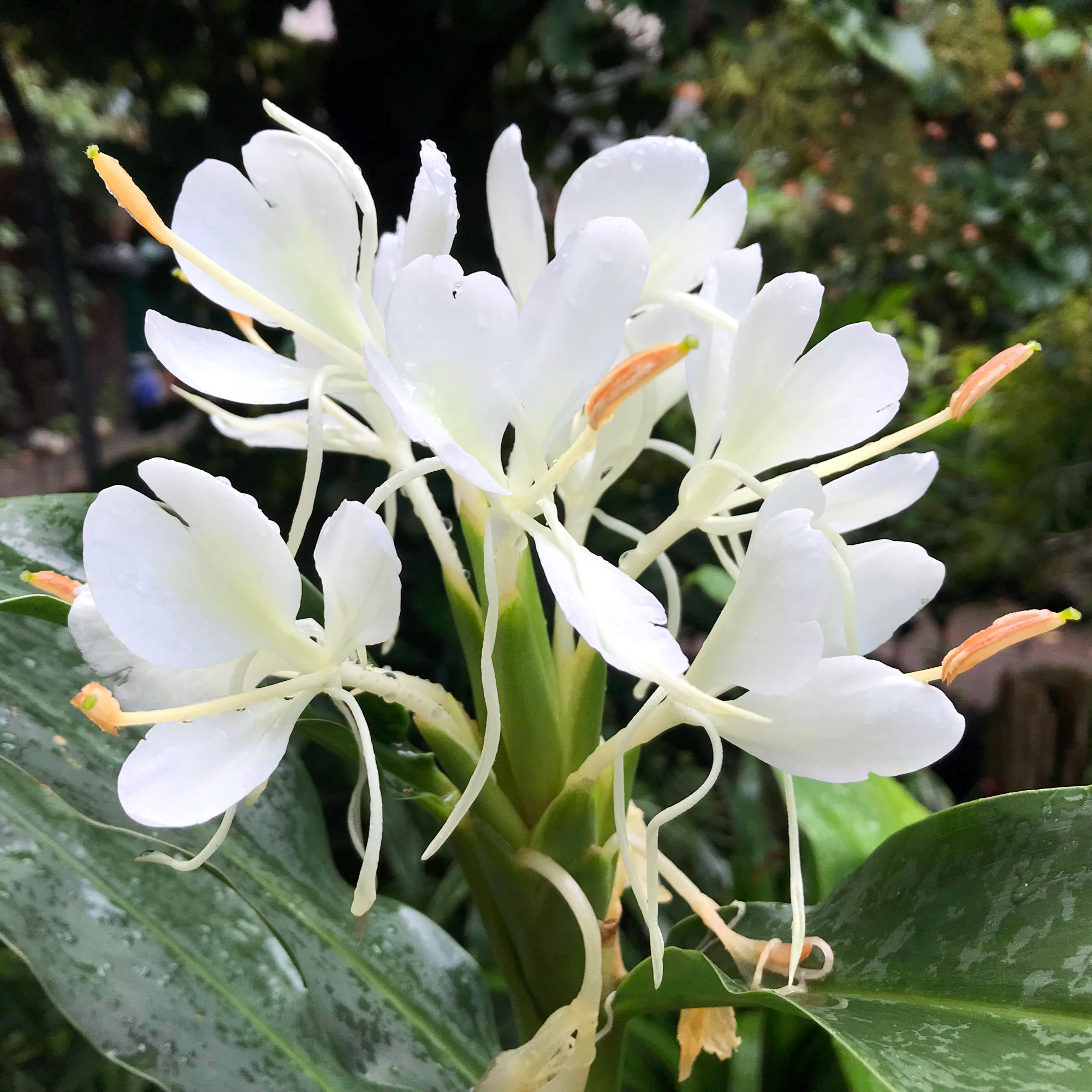 Hedychium forrestii Diels