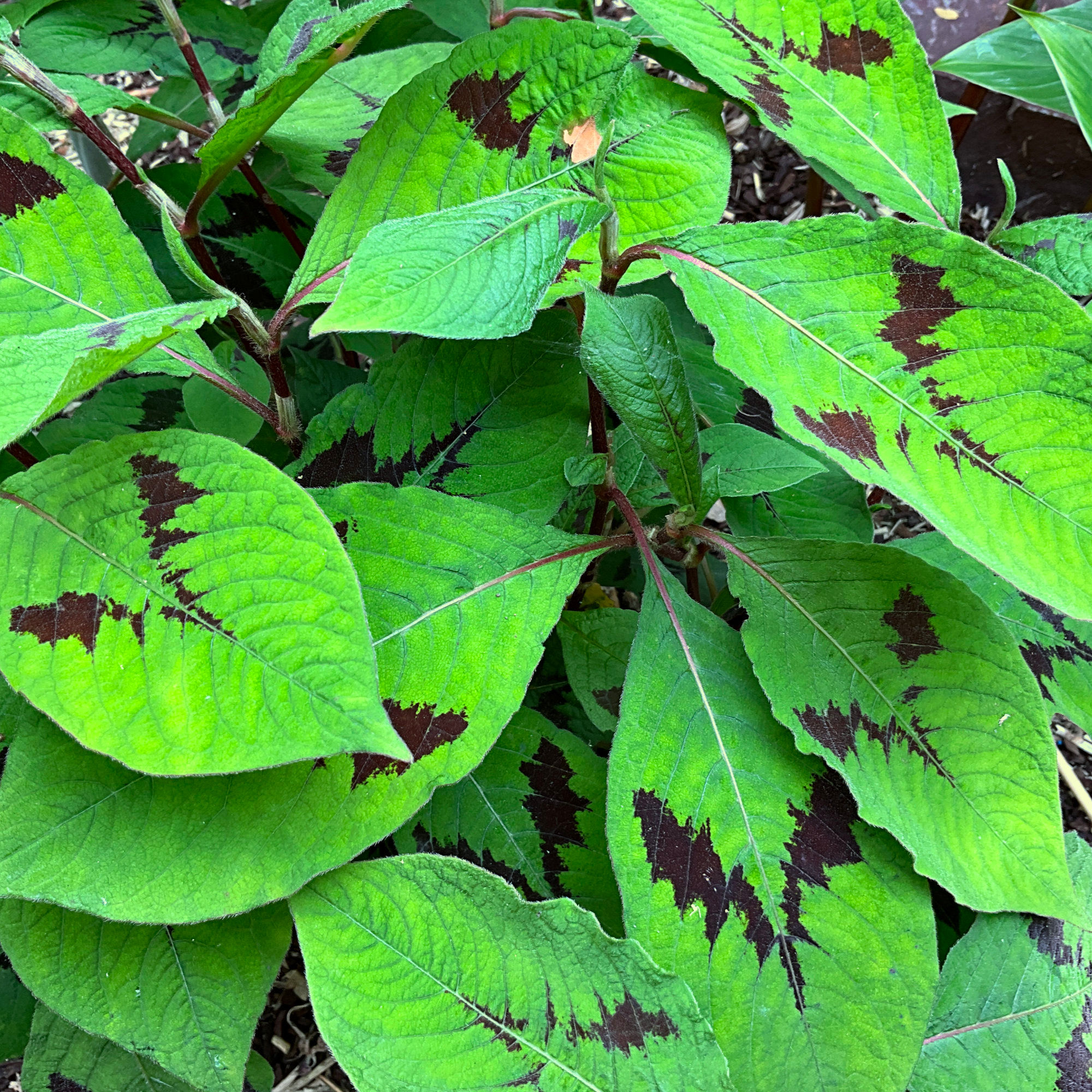 Persicaria virginiana