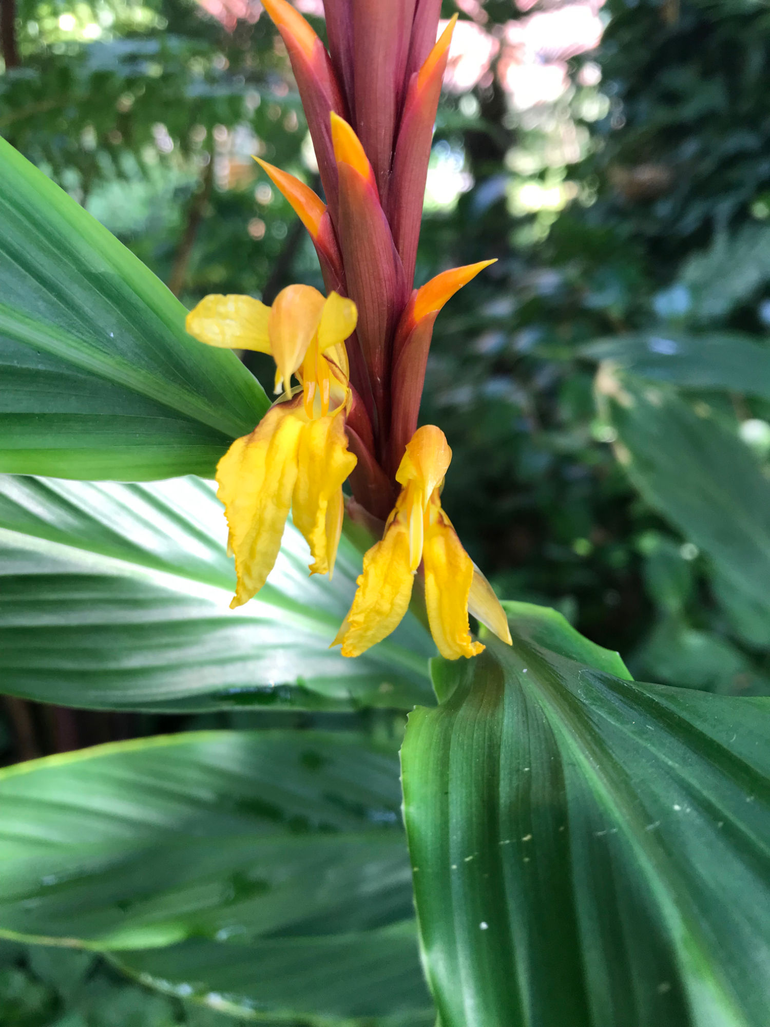 Cautleya spicata "robusta"