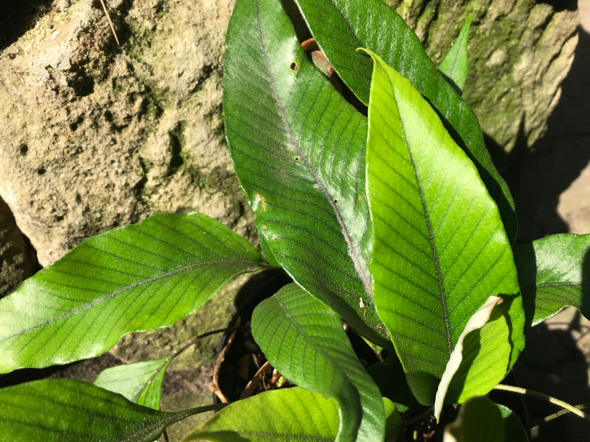 Pyrrosia lingua var. "Yangshuo"