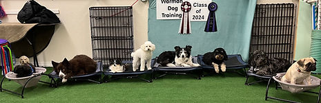 Mat training puppy class 