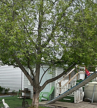 WDT Yard Pool view.jpg