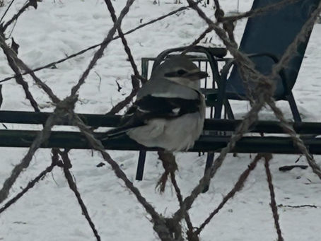 ** Identified= Loggerhead Shrike - Best Visitors