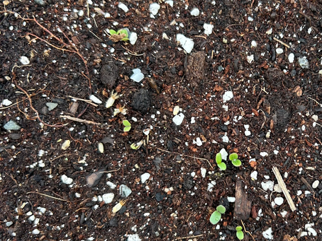 Heat Wave Sprouting Results