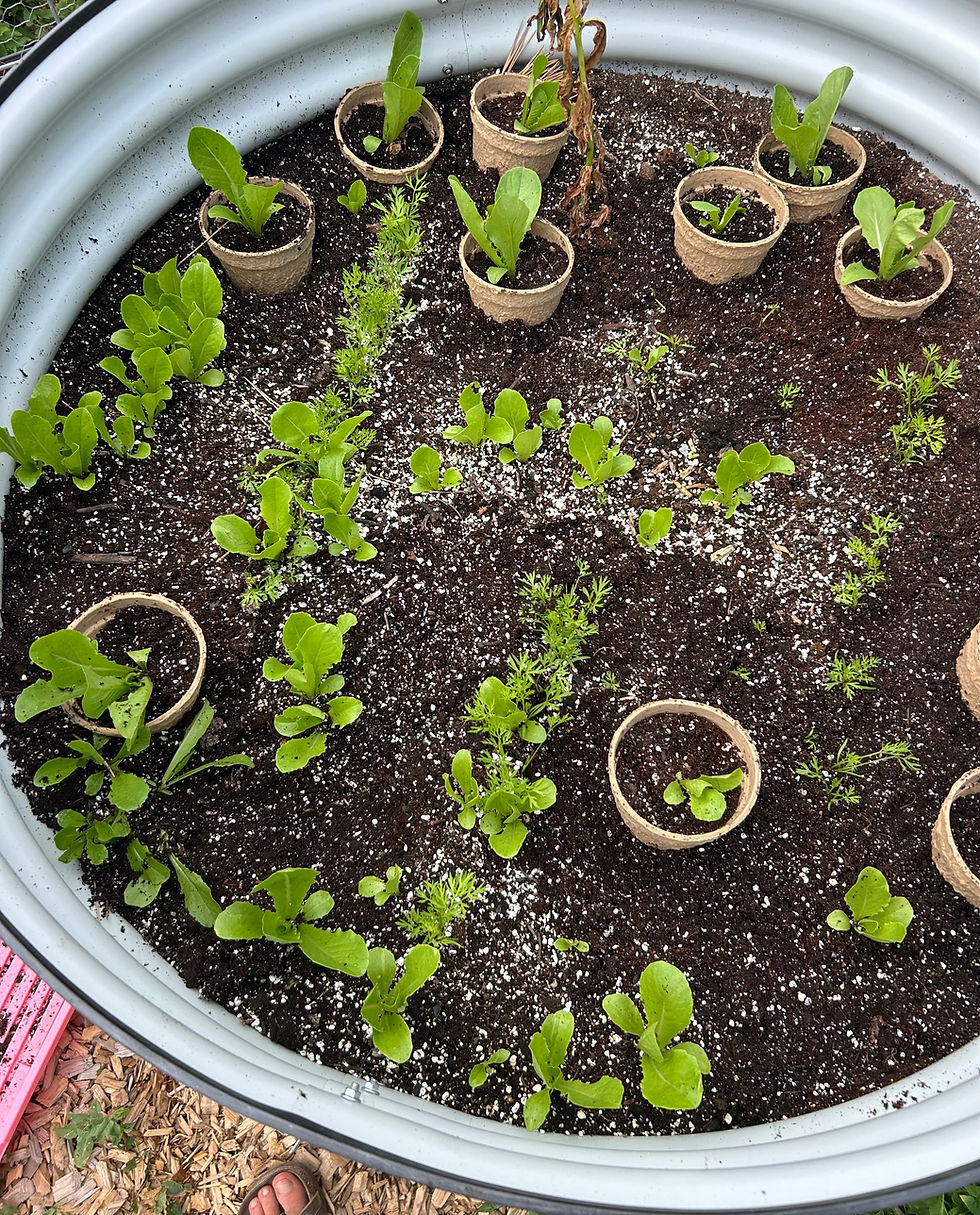 Lettuce Grow a Wee Bit More…