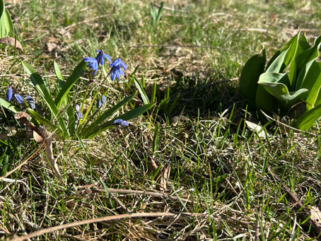 Awaiting Nursery License in Mail - Potting up for 2026