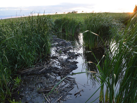 Some of the Results of the Conservation Work Your Patronage Supports