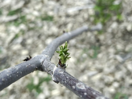 Elderberry Spring Split