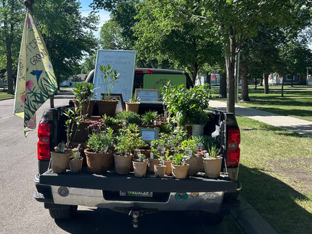 Butterfly Weed & Milkweed & Maggi Bundles $3 / Cat Nip $2