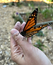 IMG_6530 web july 10 my hand.HEIC