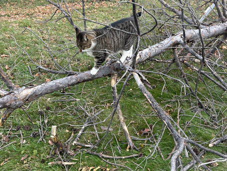 Stick Season on the Prairie