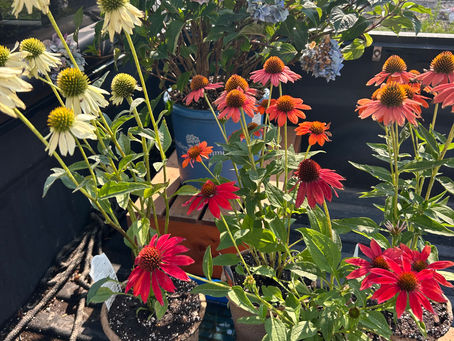 Some Very Happy Cone Flower & Pre-Orders Opening