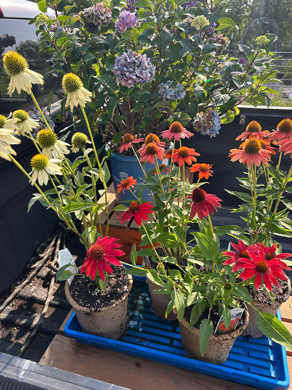 Some Very Happy Cone Flower & Pre-Orders Opening