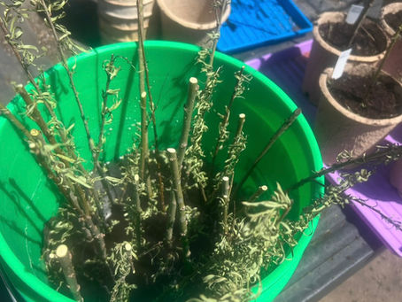 Willow Starts Process from Spring Cuts