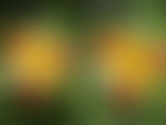 Photo, No Photo
