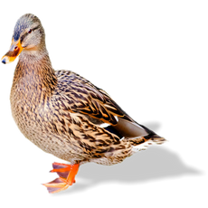A photo of a mallard duck on a white background