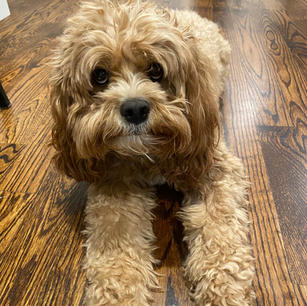 Charlie cavapoo.jpeg