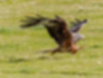 kite2