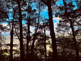 Keith George Memorial Park Loop - Silverstream