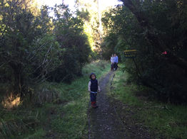 Kahikatea Walk - Gladstone