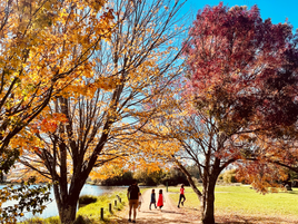 Henley Lake - Masterton