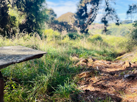 Totara Loop Track - Rewanui Forest Park - Masterton