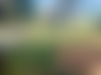 Totara Loop Track - Rewanui Forest Park - Masterton