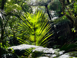 Green Walk Haywards Track - Haywards Scenic Reserve