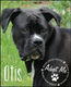*** AVAILABLE TO ADOPT - OTIS ***