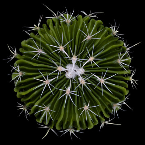 Stenocactus, cactus, plant, succulent
