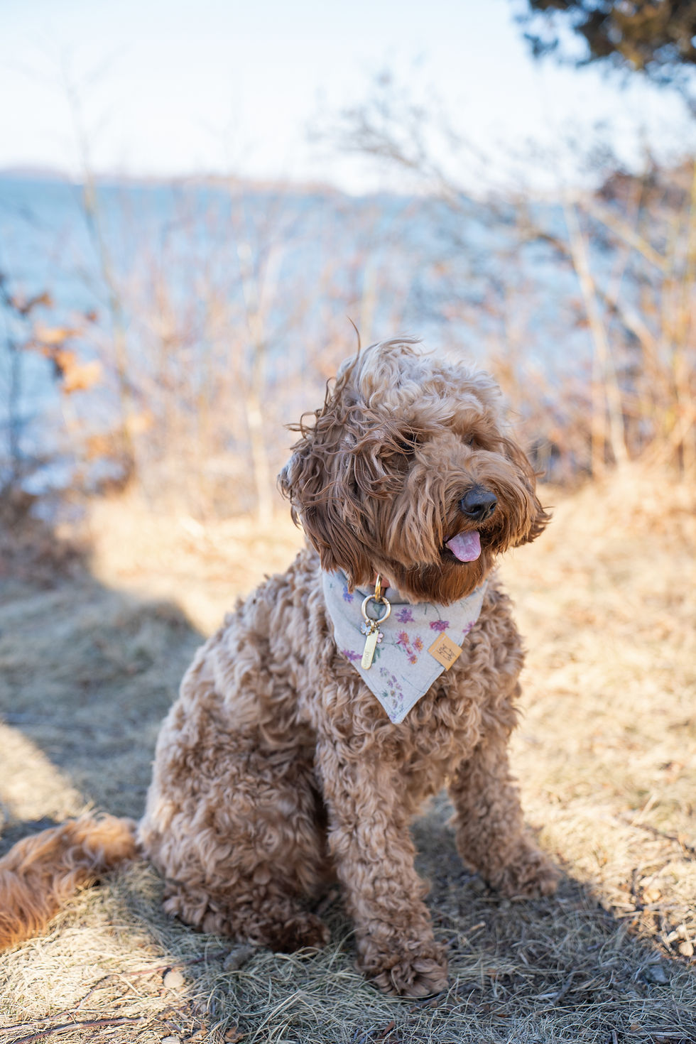 Thumbnail: The Wilder