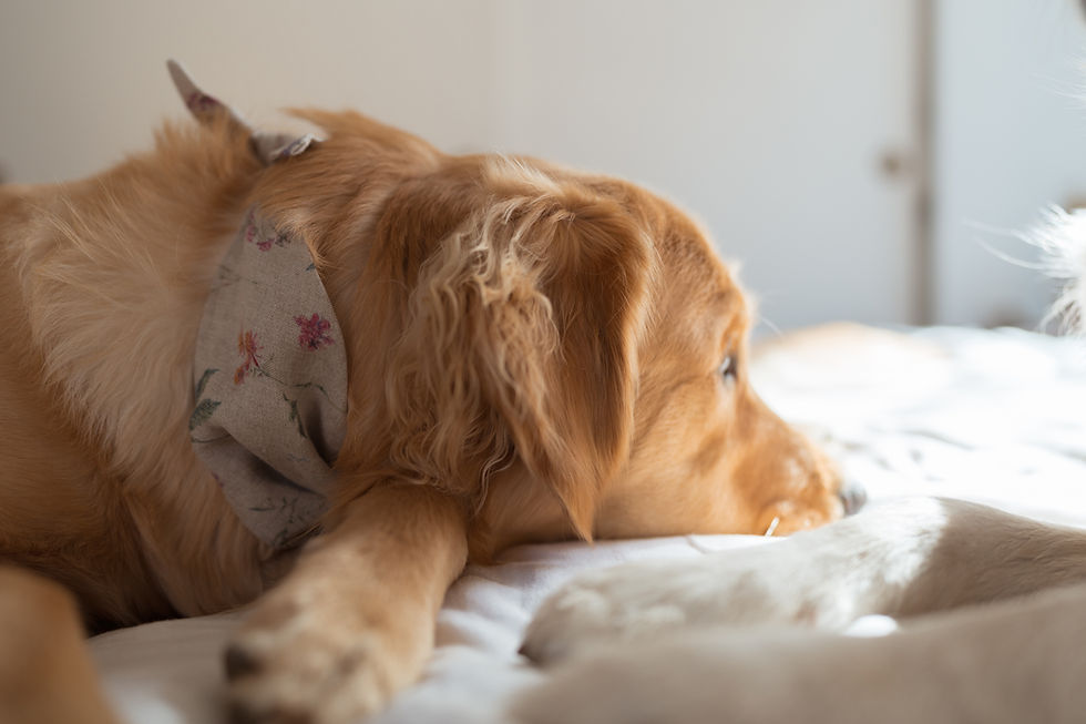 Thumbnail: The Wilder