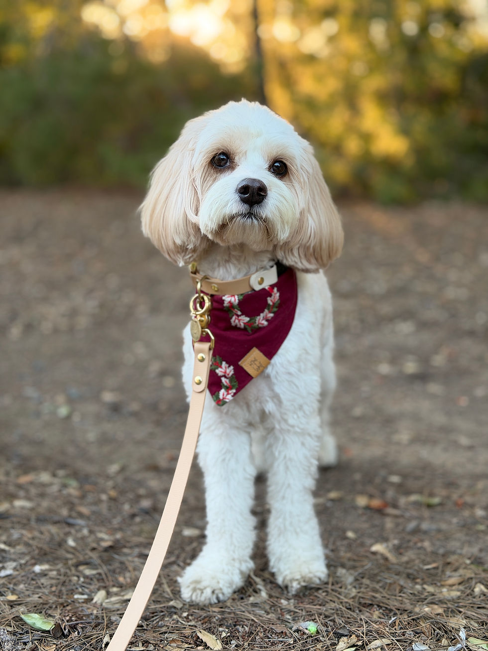 Thumbnail: The Red Patsy