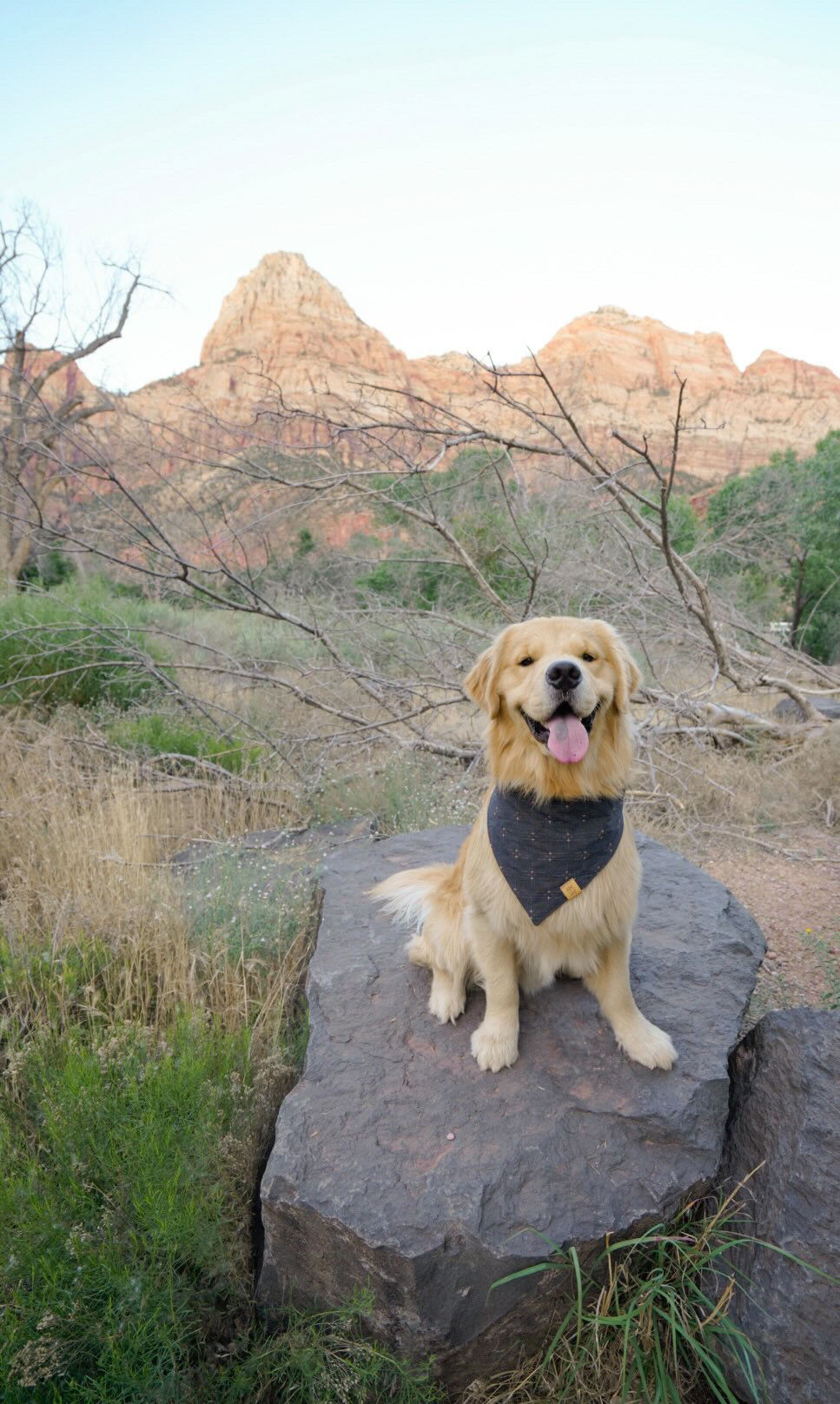 Thumbnail: The Augie