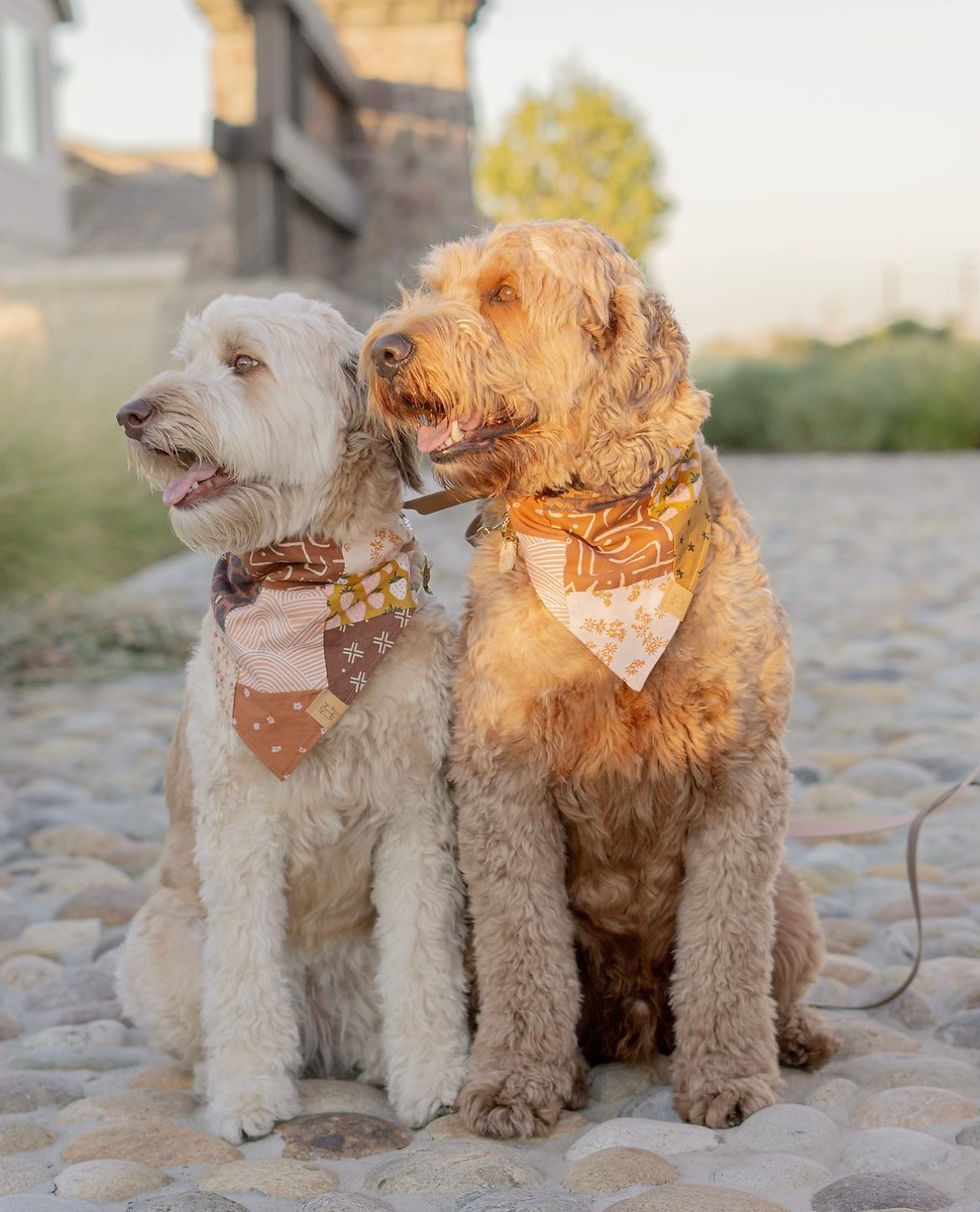 Thumbnail: The Patch