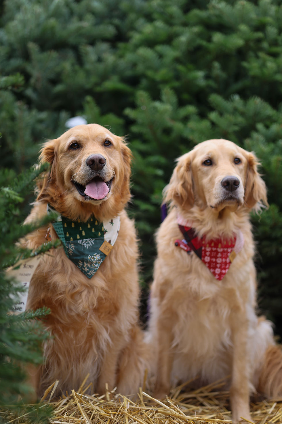 Thumbnail: The Naughty & Nice List Patch Bandana