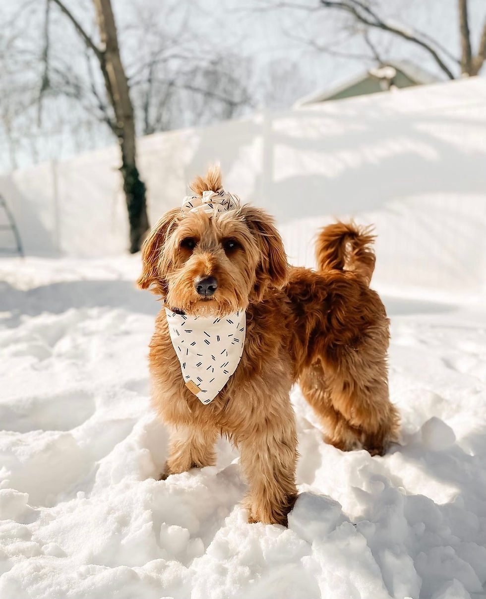 Thumbnail: The Scrunchie