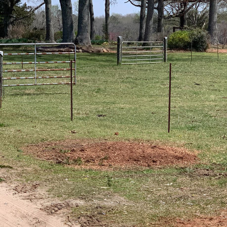 Stump Grinder Before and After photos. Stump Grinder hire Columbus, GA. 