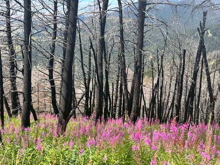 What Happened To Resilience?