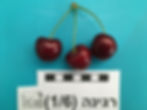 רגינה ש2017