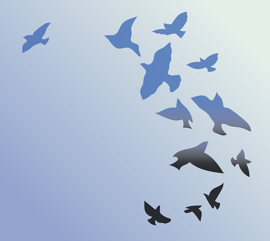 cohesion-birds-transparent_edited_edited.jpg