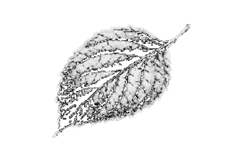 9lao leaf logo