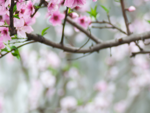 rich oud notes in perfumery