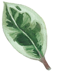 Mint and Green Leaf, Watercolor Illustration