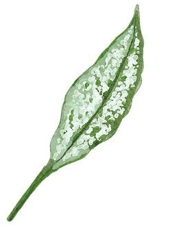Green and Mint Watercolor Leaf Illustration