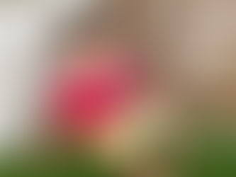 今日のまるしぇ♪