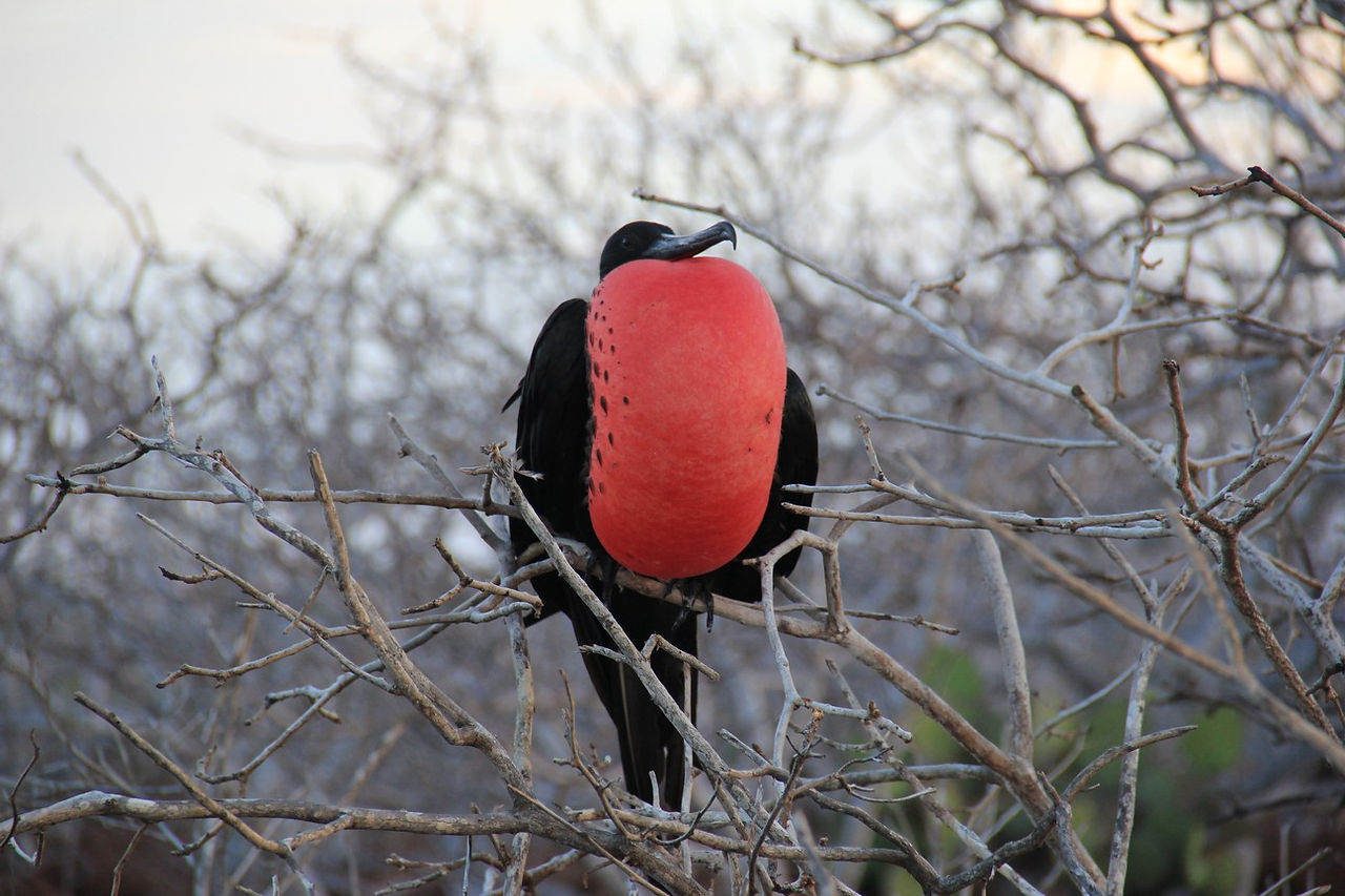 Grote fregatvogel 5