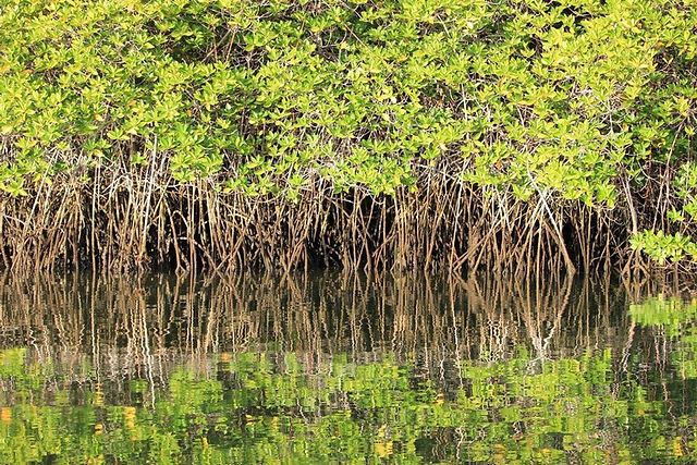 Black Turtle Cove 9